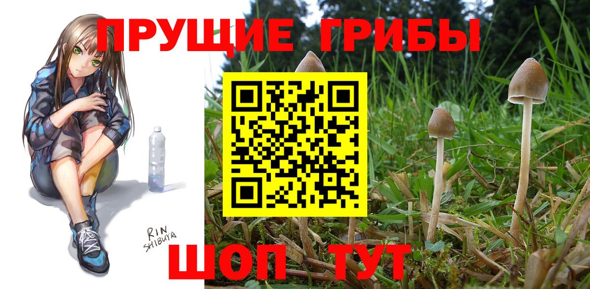 Псилоцибиновые грибы Psilocybe  Вход с VPN  Усолье-Сибирское 
